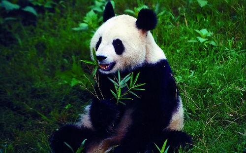 娱乐吃瓜酱大熊猫,揭秘大熊猫的趣味生活