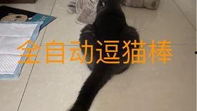 娱乐吃瓜小猫咪,揭秘娱乐圈那些事儿
