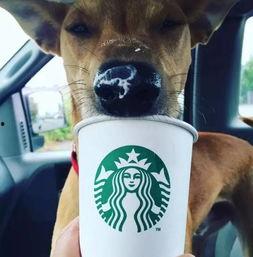 娱乐吃瓜酱狗狗领冰淇淋,娱乐吃瓜酱带你领略萌宠甜蜜瞬间