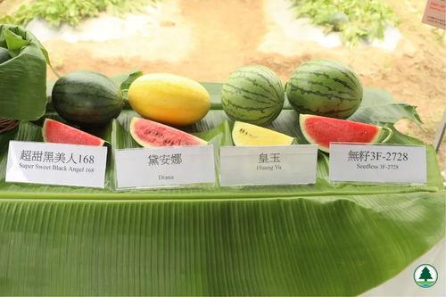 娱乐吃瓜壁纸,揭秘明星幕后故事，带你领略娱乐圈风云变幻