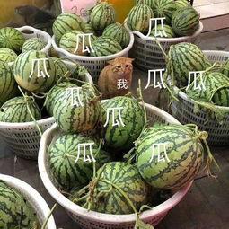 娱乐吃瓜在国外火不火,娱乐吃瓜现象，国外热度如何？